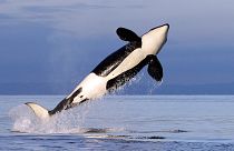 Uma orca fêmea dá à costa enquanto nada em Puget Sound, perto de Bainbridge Island, Washington.