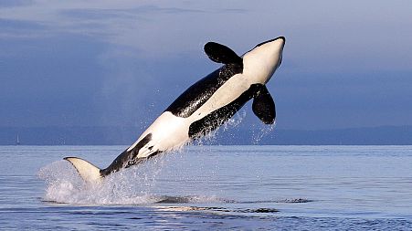 A female orca whale breaches while swimming in Puget Sound near Bainbridge Island, Washington.