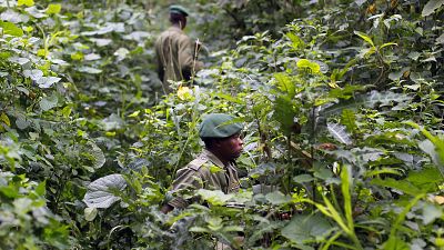 RDC : attaque meurtrière contre les gardes du parc des Virunga