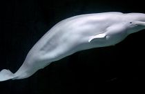 A Beluga whale 
