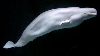 Un ejemplar de beluga en la Ciudad de las Artes y las Ciencias de Valencia. 