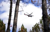 Un hélicoptère au-dessus d'une forêt