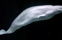 Beluga cinsi bir balina