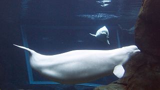 Harkiv'deki beyaz balinaların kurtarılma operasyonu