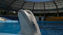 La ballena beluga llamada Plombieres nada en la piscina después de una sesión de práctica en el delfinario Nemo en Kharkiv, Ucrania, el miércoles 21 de septiembre de 2022. 