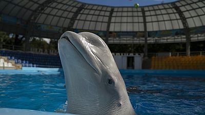 La balena beluga Plombieres nuota nella piscina dopo una sessione di allenamento al delfinario Nemo di Kharkiv, in Ucraina, mercoledì 21 settembre 2022. 