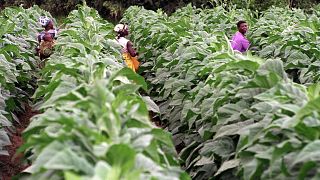 Many countries facing food security issues are also big tobacco growing economies - WHO warns