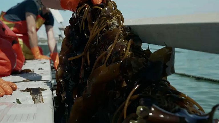 Algae are considered a low-carbon source of protein. 