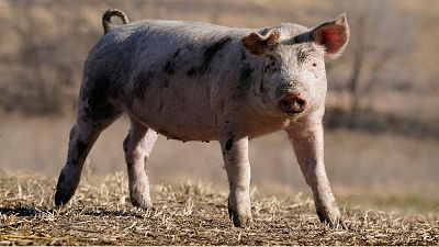 Schweinefett wird als umweltfreundlicher Flugzeugtreibstoff verwendet, aber ein Bericht warnt davor, dass dieser Ansatz nach hinten losgehen könnte