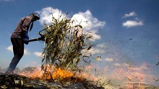 مزارع فلسطيني يحرق القمح من أجل إنتاج الفريكة