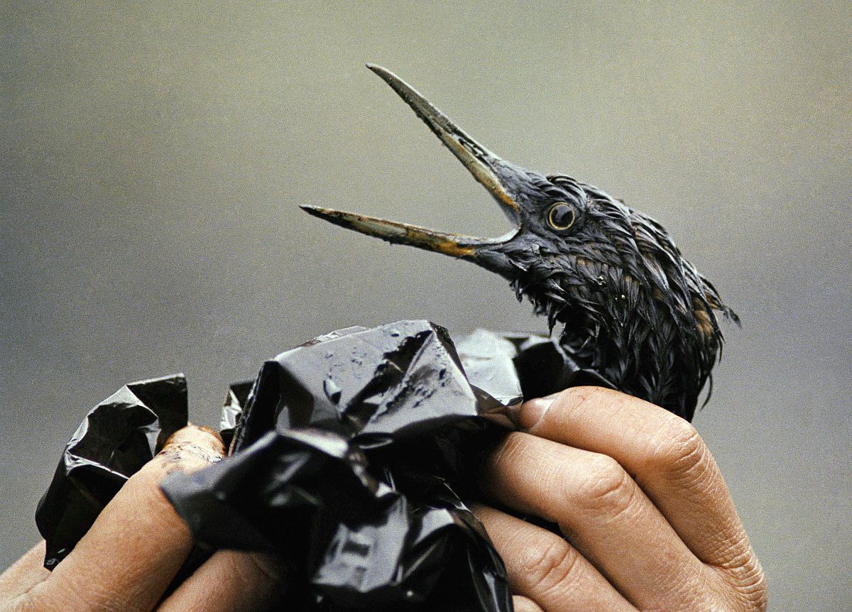 Fatal air pollution and decimated fish stocks: Inside the urgent ...