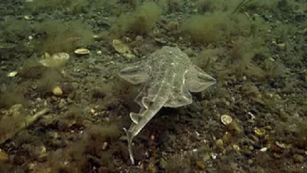 A rare angel shark spotted off the coast of Wales. 