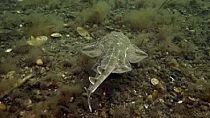 Le requin-ange est présent partout en Europe. 