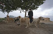 رجل الدين الإيراني سيد مهدي طبطبائي ينظر إلى الكلاب الضالة، خارج مدينة قم، جنوب العاصمة طهران، إيران،  مايو 2023. 
