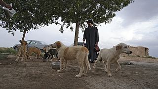  رجل الدين الإيراني سيد مهدي طبطبائي ينظر إلى الكلاب الضالة، خارج مدينة قم، جنوب العاصمة طهران، إيران،  مايو 2023. 