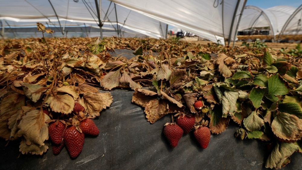 Spanish strawberry growers deny using illegal irrigation as German campaigners call for boycott