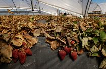 Dried strawberry plants are pictured near the Donana National Park, in Almonte, Spain 25 April 2023. 