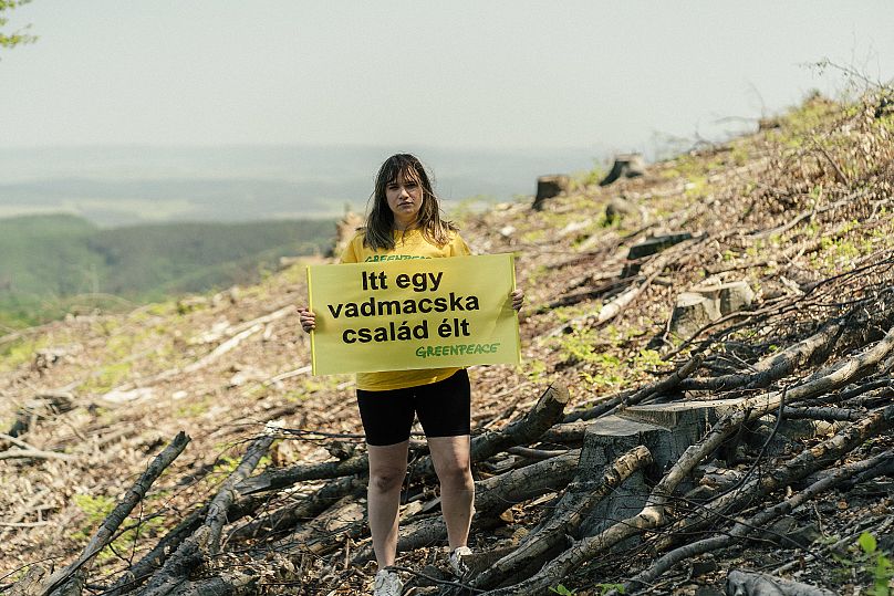 fotó: Greenpeace Magyarország