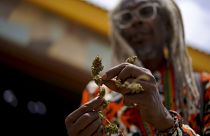 Ras Kiyode Erasto, a priest and chairman of the Ras Freeman Foundation, cleans the leaves from a cannabis plant,