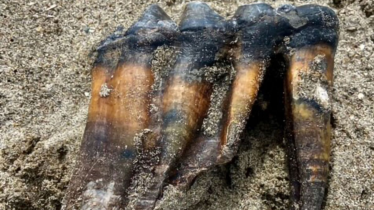 دندان ماموت پیدا شده در سواحل آمریکا