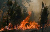 آتش‌سوزی جنگلی در فرانسه