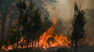 آتش‌سوزی جنگلی در فرانسه
