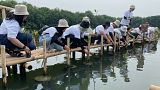 Tourists plant mangrove trees at Angke Kapuk Nature Reserve Park in Jakarta, Indonesia, May 2023.