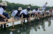 Tourists plant mangrove trees at Angke Kapuk Nature Reserve Park in Jakarta, Indonesia, May 2023.