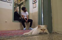 کافه موزه گربه‌ها در تهران 