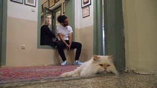 کافه موزه گربه‌ها در تهران