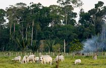 جنگل‌زدایی‌های مرتبط با دامداری در شمال برزیل