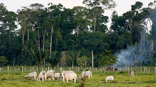 جنگل‌زدایی‌های مرتبط با دامداری در شمال برزیل