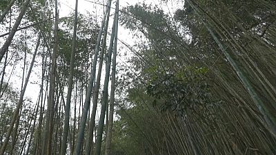غابات الخيزران في تايوان