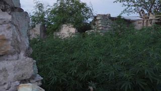 Antigue-et-Barbude légalise la marijuana pour la communauté rastafari