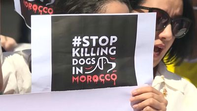 يافطة رفعت في مظاهرة في المغرب تطالب بوقف قتل الكلاب