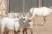 تلاش قطر برای حفظ و احیای گونه‌های جانوری در معرض خطر