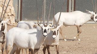 От орикса до панд: Катар восстанавливает популяции редких животных