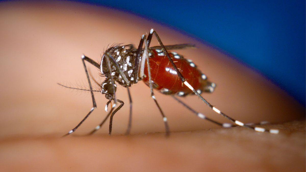 Des scientifiques israéliens ont mis au point un nouveau répulsif de "camouflage chimique" pour éloigner les moustiques.