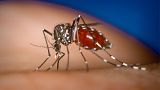 Image shows a mosquito. Israeli scientists have developed a new 'chemical camouflage' repellent to keep mosquitoes at bay.