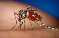 Des scientifiques israéliens ont mis au point un nouveau répulsif de "camouflage chimique" pour éloigner les moustiques.