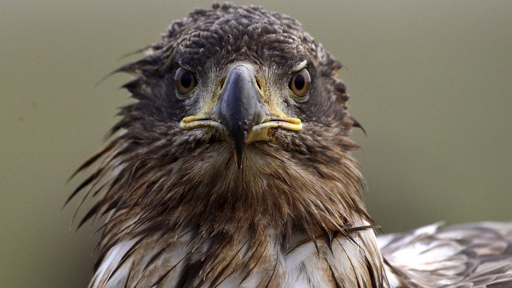 The eagles have landed: widowed white-tailed eagle finds new partner in Ireland