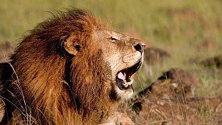 Kenya : Homme et lion, la difficile cohabitation 