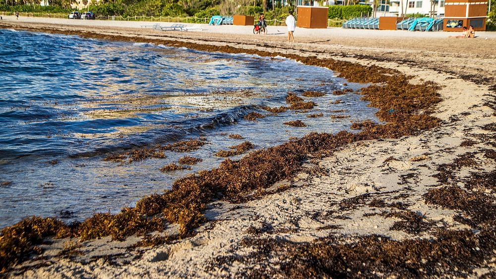 Is the seaweed washing up on Florida’s beaches dangerous?