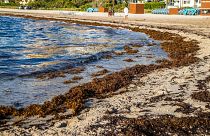 Sargassum sits on the beach in Miami Beach, Florida in August last year.