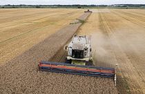 Imports of Ukrainian grain have been exempted from tariffs as part of the EU's war-time support.