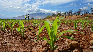 La désinformation pollue le débat sur les OGM au Kenya