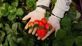 A strawberry picker shows strawberries at a greenhouse near the Donana National Park in Spain. 