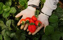 A strawberry picker shows strawberries at a greenhouse near the Donana National Park in Spain.