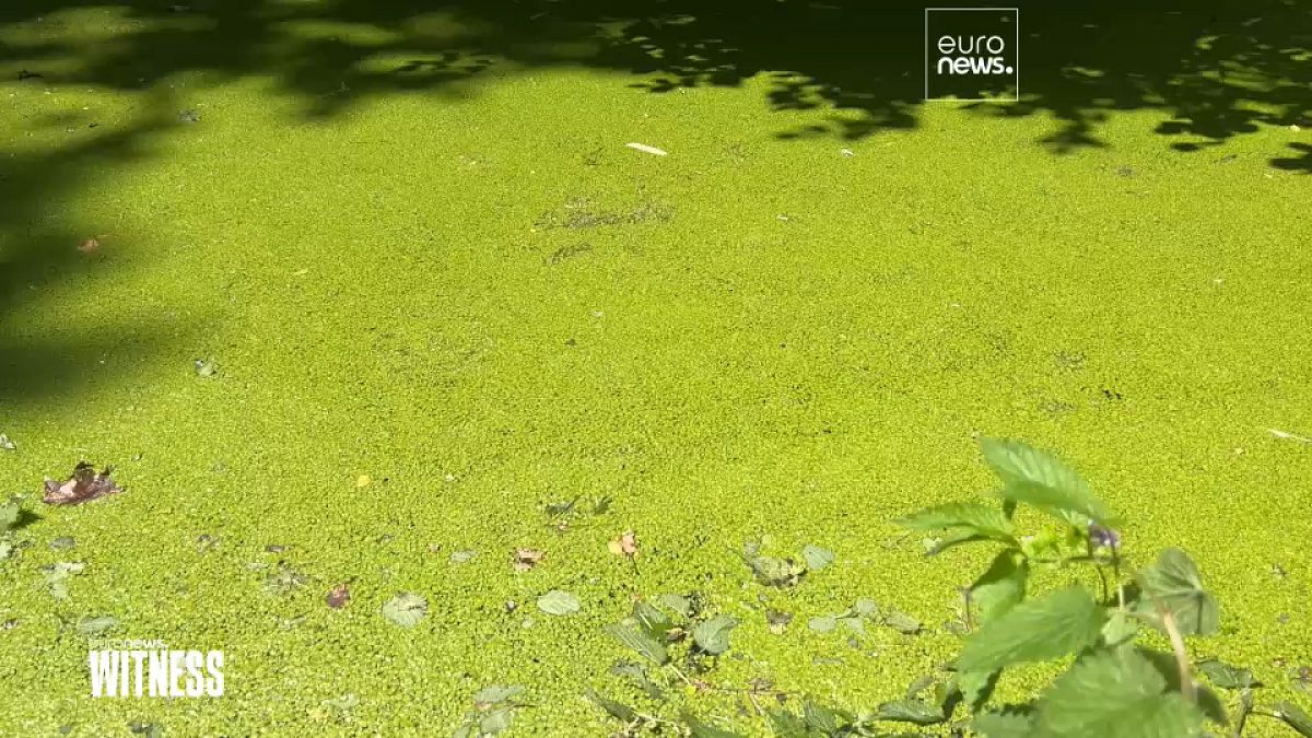 Multinational group Danone blamed for drying up water tables in Volvic