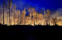 Waldbrand bei Jüterborg (Juni 2023)